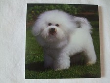 Carnet aimanté à feuilles - BICHON FRISE