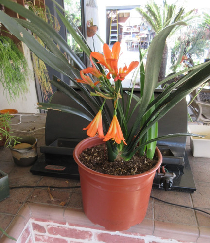 Hybrid clivia miniata - hybrid,