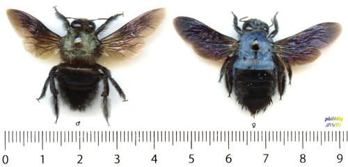 Abeille bee couple - bee,