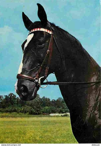 Postcard animals horses - postcard,