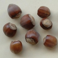 Corylus avellana 'Segorbe' -