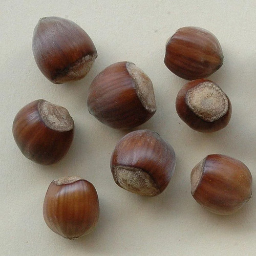 Corylus avellana segorbe - corylus,