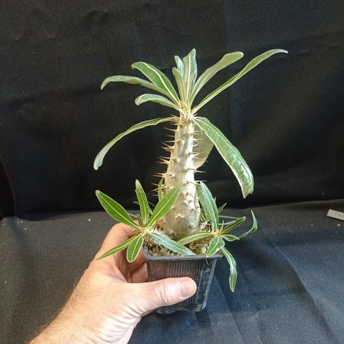 Pachypodium rosulatum ssp - pachypodium, 'rosulatum