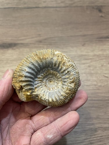 Ammonite fossile origine - ammonite,