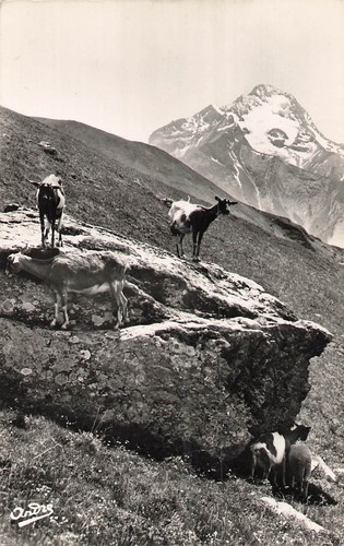 Paysages alpestres chevres - paysages,
