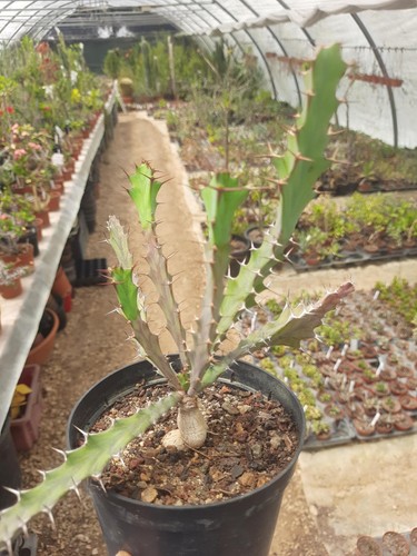Euphorbia buruana cactus - buruana, /