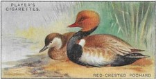 Single Card Original Wild Fowl