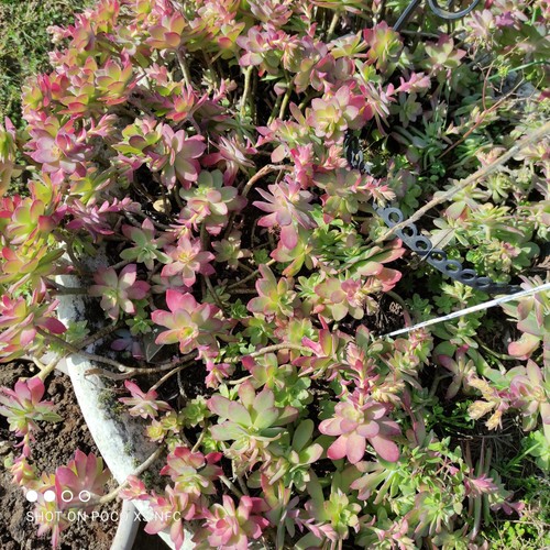 Lot sedum palmieri - lot, de