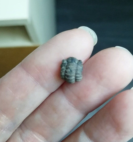 Trilobite phacops 1 - trilobite,