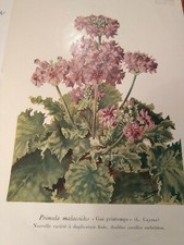 2 Planches Couleur de Fleurs