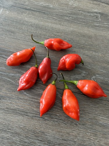 Graines de piment - graines,