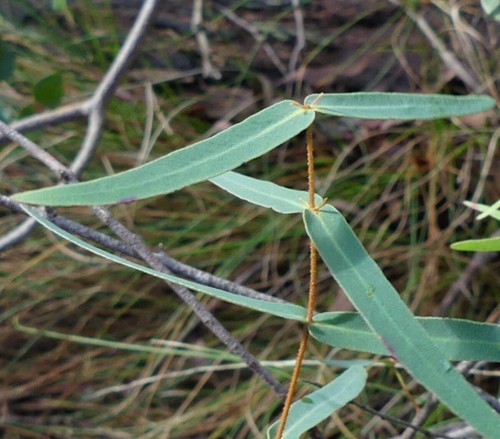 Eucalyptus radiata forth - eucalyptus,