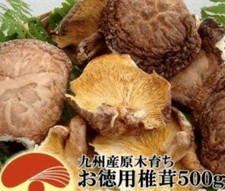 Shiitake Donko de champignon