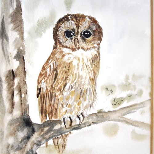 Chouette hulotte aquarelle - hulotte,
