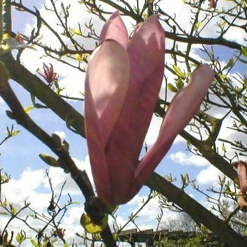 Magnolia royal crown - magnolia,