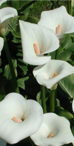 Arum blanc zantedeschia - arum,
