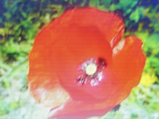 5000 Graines de Pavot Sauvage