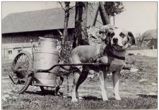Landscapes du Haut-Doubs - milk transport, Chien coupling