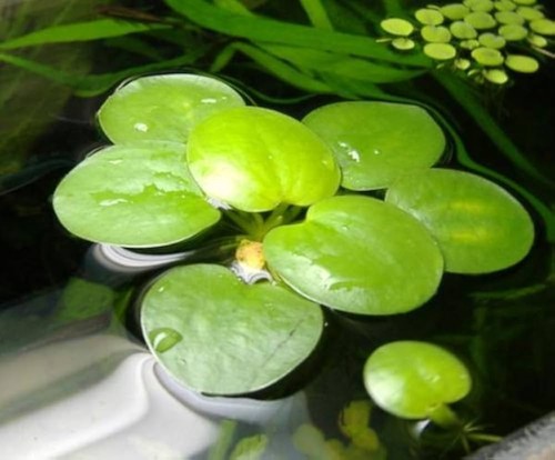 Limnobium laevigatum - 3,