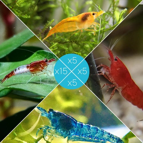 Lot crevettes 15 - crevettes, :