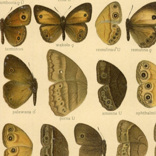 Adalbert seitz papillon - adalbert,
