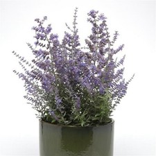 Perovskia atriplicifolia Bluesette     100 seeds