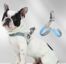 Harnais Chien Sangle De