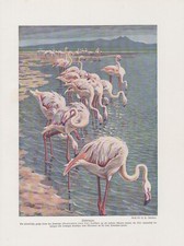 Flamant Rose Phoenicopterus