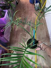 Philodendron polypodioides "Brasilien" – Plante rare, génétique exceptionnelle