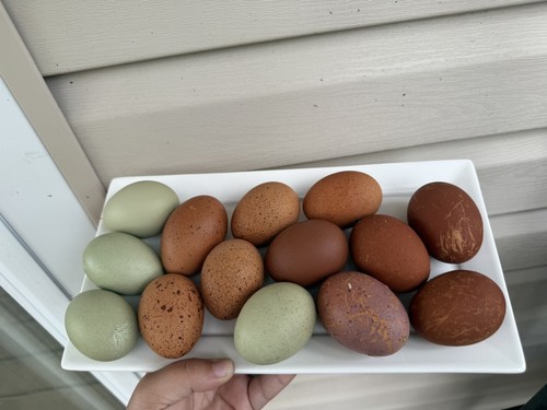 Black copper marans hatching - copper,