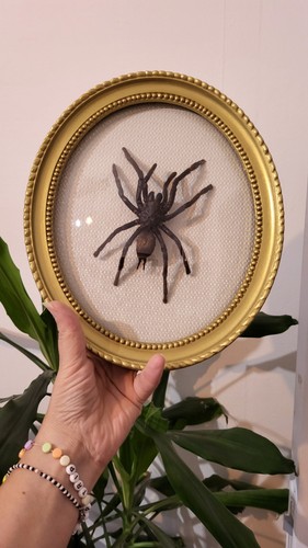 Véritable mygale - 🕷️,