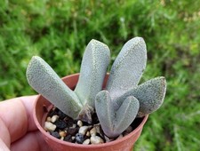 PLEIOSPILOS SIMULENS plante