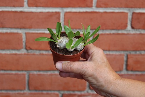 Pachypodium brevicaule - pachypodium,
