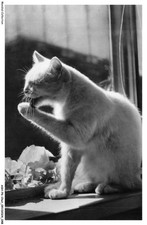 ASHP6-0345-CAT - CAT MILKING A FRONT PAW