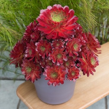 Semponium surreal sienna - sienna, /