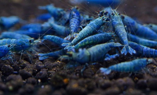 Lot crevettes deep blue - lot,
