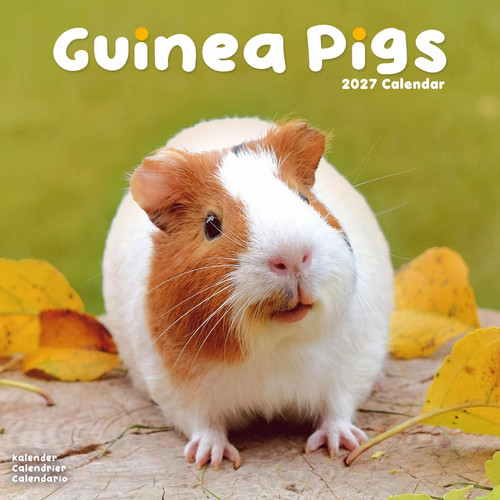 Calendrier 2027 cochons - calendrier,
