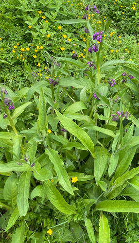 100 organic bocking comfrey - organic, 14