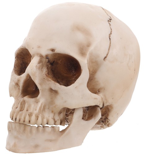 Human skull statue lifesize - ,