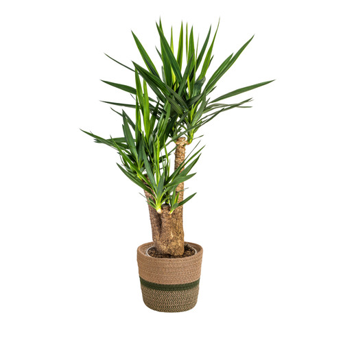 Yucca elephantipes dans panier - elephantipes,