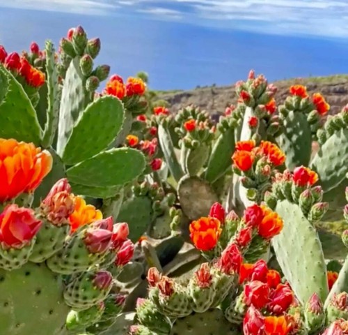 Opuntia tomentosa seeds - tomentosa,