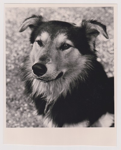 Photo ancienne chien - photo, 🎞️