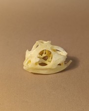 Taxidermy, Cabinet De Curiosites: Bearded Dragon Skull (Pogona vitticeps)