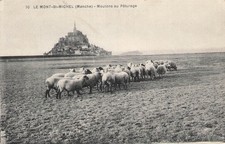50 Le Mont-Saint-Michel pasture sheep.114001