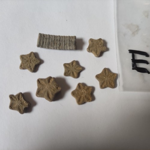 Fossiles étoiles encrines - étoiles,