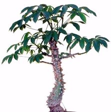 Ceiba Pentandra, Kapok tree tropical flowering wood cotton bonsai seed 10 seeds