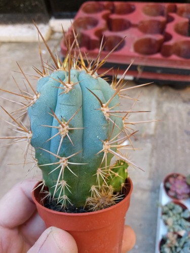 Browningia hertlingiana cactus - hertlingiana,
