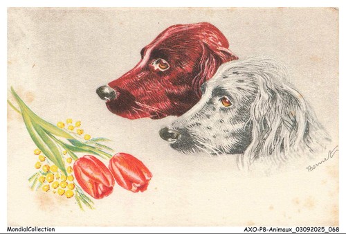 Axop8 0889 animaux - axop8-0889-animaux, chiens