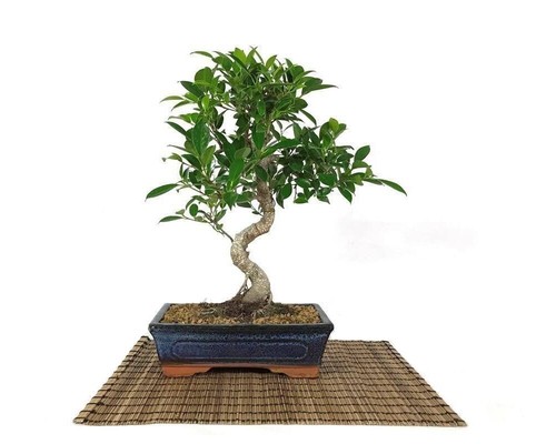 Pot bonsaï ficus - à,