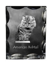 Américain bobtail cristal - américain,